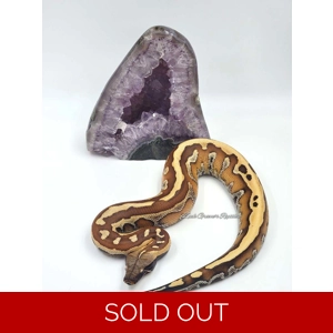 0.1 ZGR Stripe Blood Python